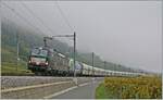 Near Ligerz is the X4-E 771 and a BLS Re 475 wiht a long cargo train on the way in the direction to Neuchâtel. 

8.10.2025 
