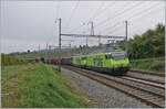 While my dear photography colleagues in the background are already looking at their pictures, I'm still taking pictures: with BLS Re 465 002 at the front (and another BLS Re 465 in multiple control), a sugar beet train arrives from Auvernier. 

Oct. 8, 2025