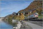The SBB RABe 511 108, operating as RE 33 18467, is seen shortly before Villeneuve, en route from Annemasse to Martigny. The small tree with its wonderfully bright yellow leaves serves as a reference point for railway photographs in other seasons, taken from a different angle, with the Château de Chillon in the background.

November 4, 2025