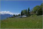 The MOB Ge 4/4 8004 is traveling with the Golden Pass Express GPX 4074 from Montreux to Interlaken Ost near Les Avants.