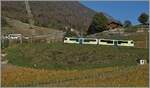 The new TPC ASD ABe 4/8 472 is in the vineyards over Aigle on the way to Les Diablerets . 02.11.2024