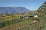 The TPC ASD ABe 4/8 417 on the way from Les Diablerets to Aigle over Aigle in the vineyard. 
29.10.2024  The TPC ASD ABe 4/8 417 on the way from Les Diablerets to Aigle over Aigle in the vineyard. 
29.10.2024